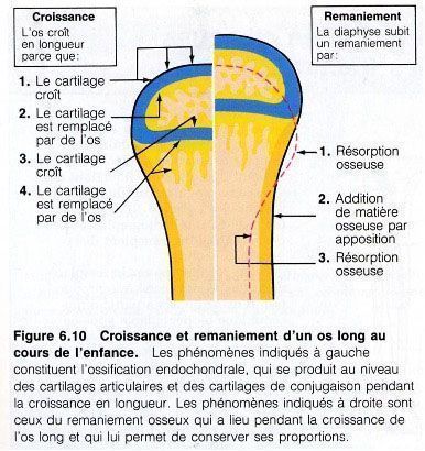 Parcourez notre article sur la poussée de croissance chez Kinatex Sports Physio, Québec et Ontario.