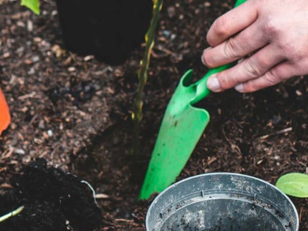 Gardening without Back Pain