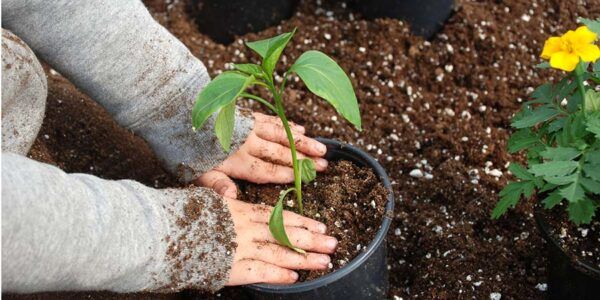Le jardinage sans maux de dos et les conseils chez Kinatex Sports Physio, Québec et Ontario.