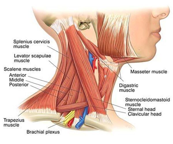 Reconnaître le torticolis congénital et ses anomalies pour mieux consulter chez Kinatex Sports Physio, Québec et Ontario.